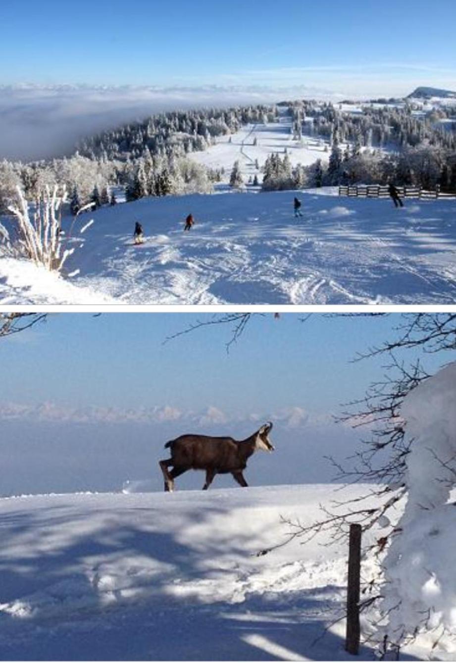 Le Chamois Mont D'Or Daire Métabief Dış mekan fotoğraf